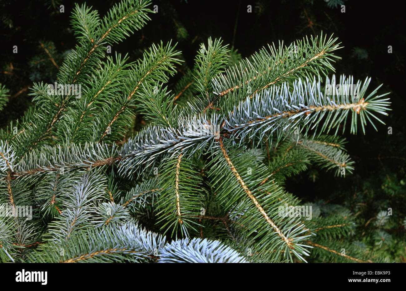 sitka spruce (Picea sitchensis), branch Stock Photo