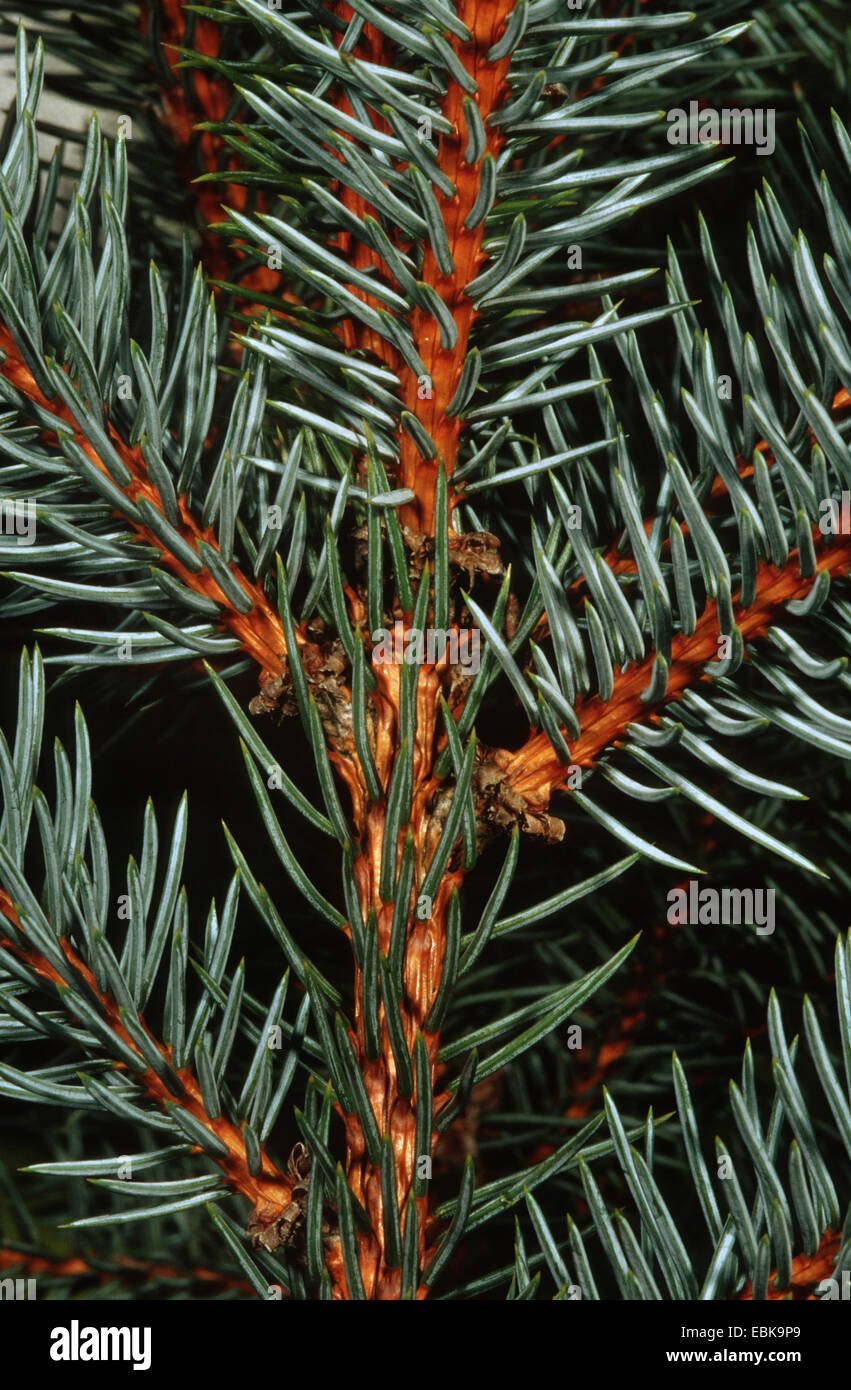 sitka spruce (Picea sitchensis), branch, detail Stock Photo