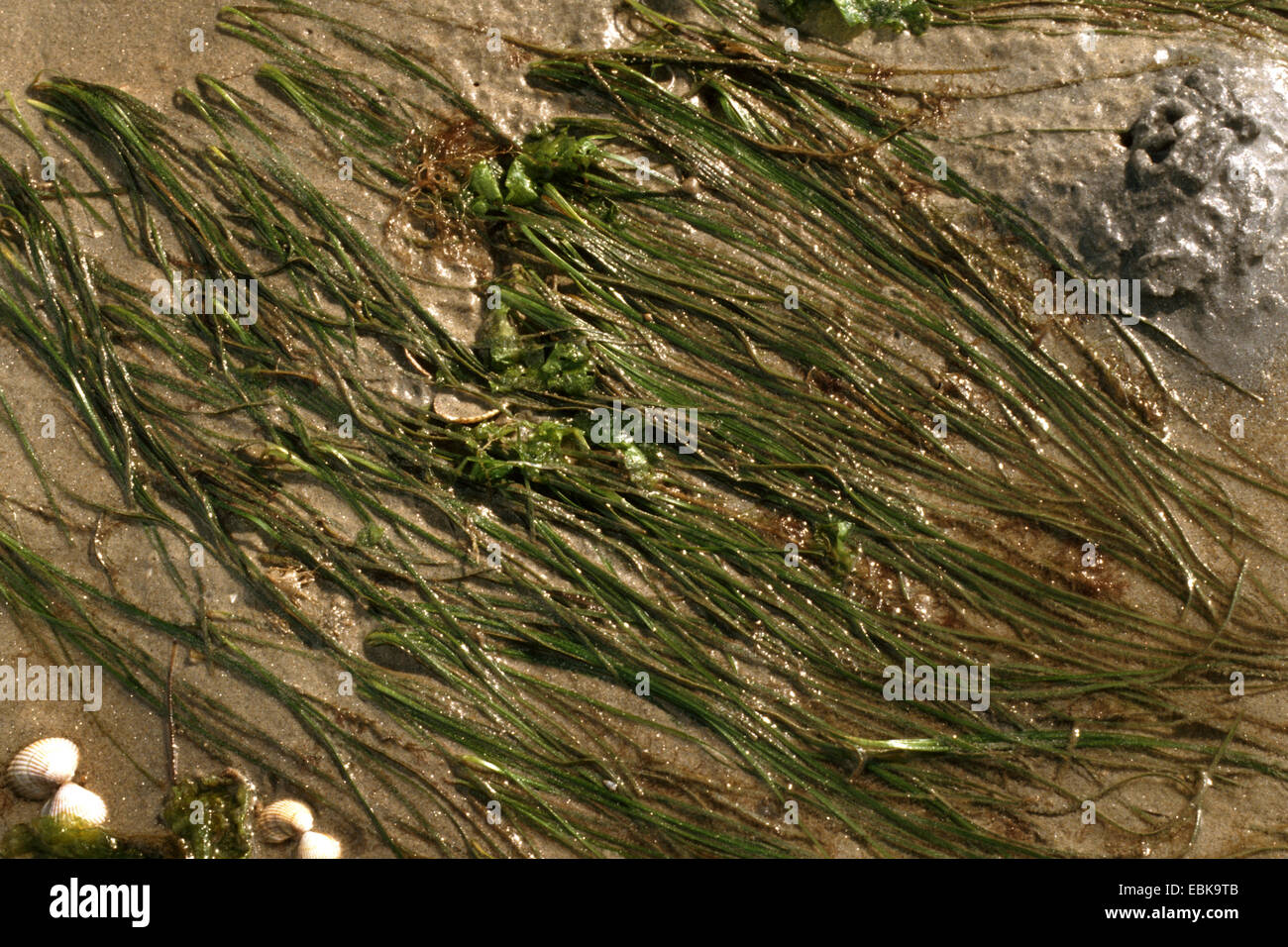 eelgrass, eel-grass (Zostera marina), at low tide, Germany Stock Photo