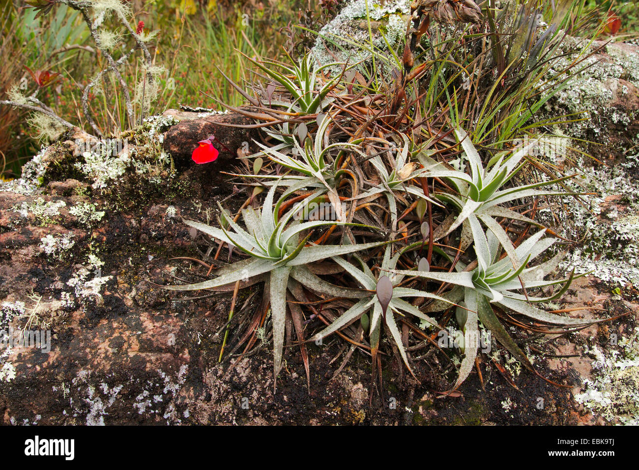 Utricularia quelchii (Utricularia quelchii), blooming, together with Tillandsia turneri, Venezuela, Canaima National Park, Roraima Tepui Stock Photo