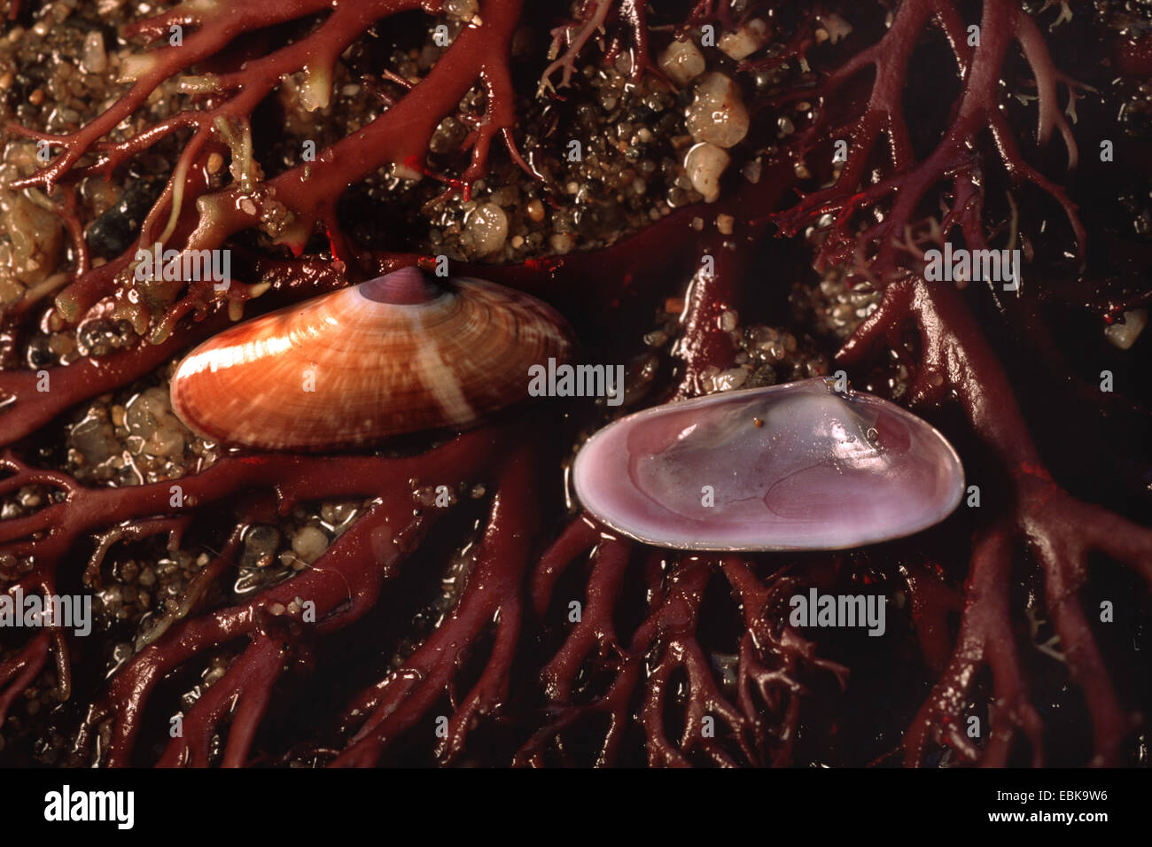 Smooth Wedge-Shell (Donax variegatus), shells among algae in the sand Stock Photo