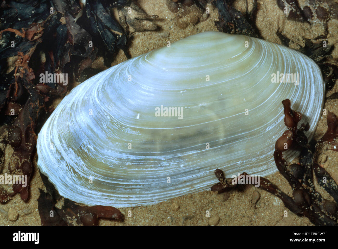 common otter clam (Lutraria lutraria), shell among algae in the sand Stock Photo
