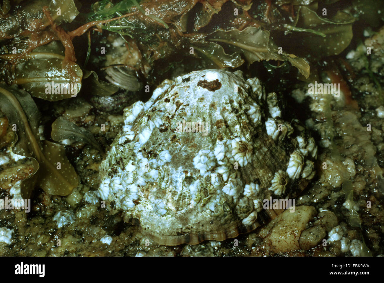 common limpet, common European limpet (Patella vulgata), on coastal rocks at low tide, Germany Stock Photo