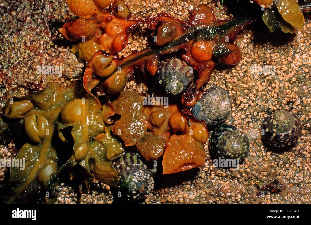 Trochidae High Resolution Stock Photography and Images - Alamy