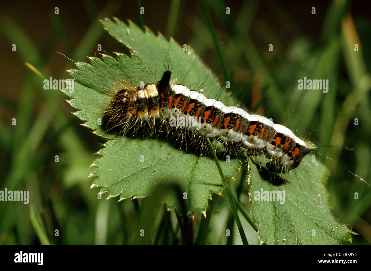 grey dagger (Acronicta psi), caterpillar on leaf, Germany Stock Photo