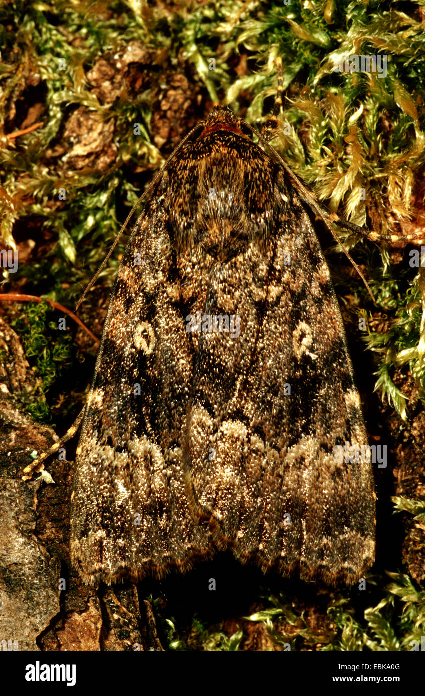 Copper Underwing, Humped Green Fruitworm, Pyramidal Green Fruitworm (Amphipyra pyramidea), imago on moss, Germany Stock Photo
