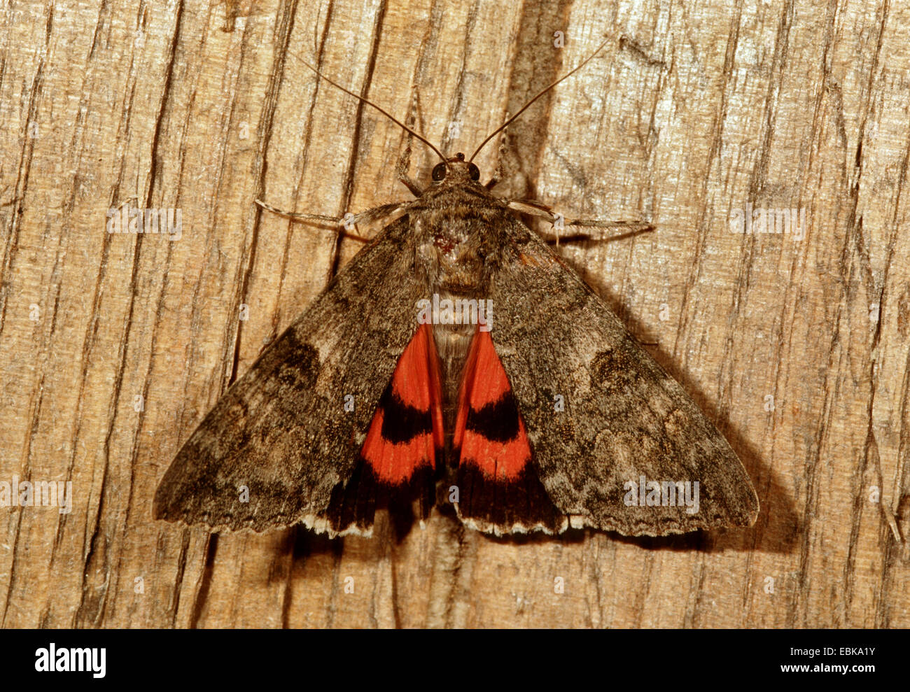 Red Underwing (Catocala nupta), imago on deadwood, Germany Stock Photo