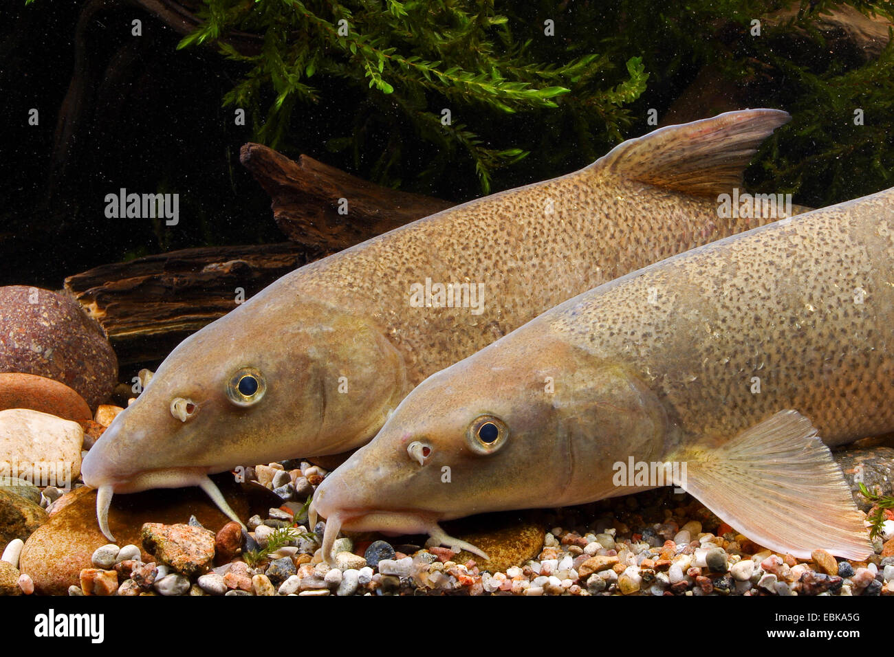 barbel (Barbus barbus), two barbels side by side aground, Germany Stock Photo