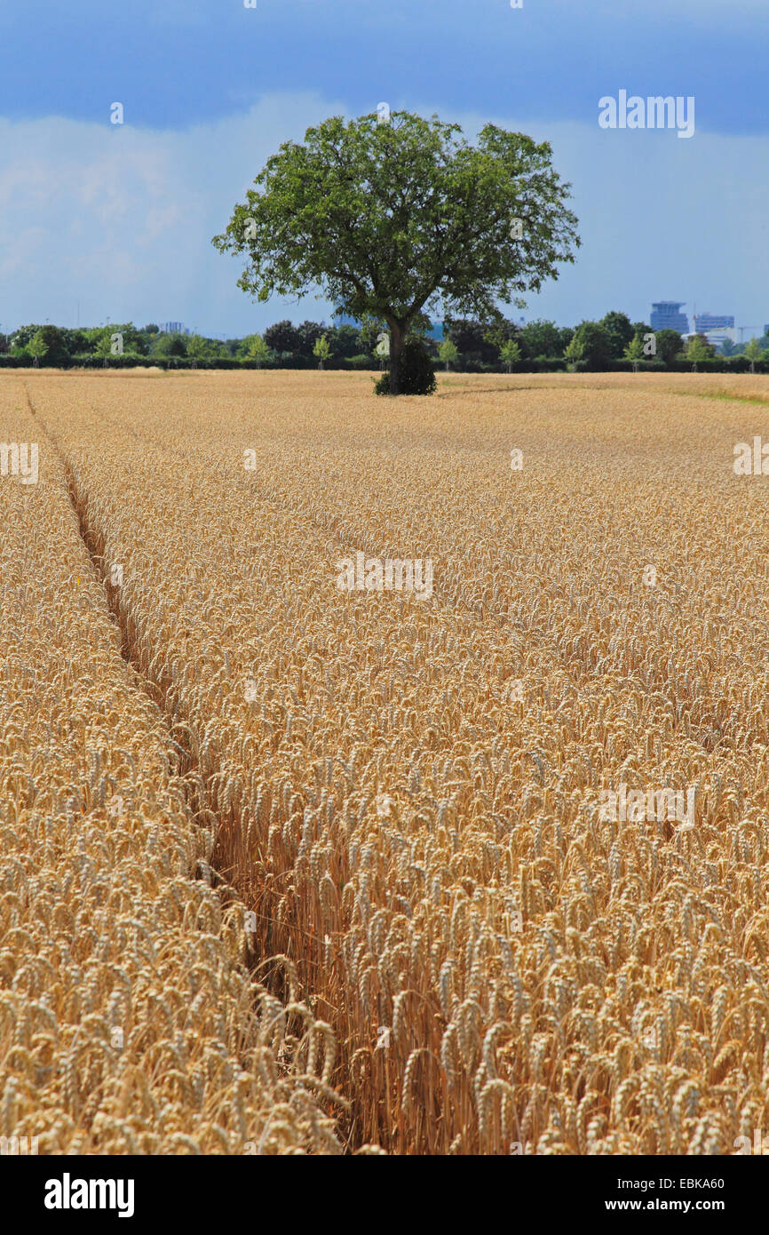 walnut (Juglans regia), single tree in a mature wheatfield, Germany Stock Photo