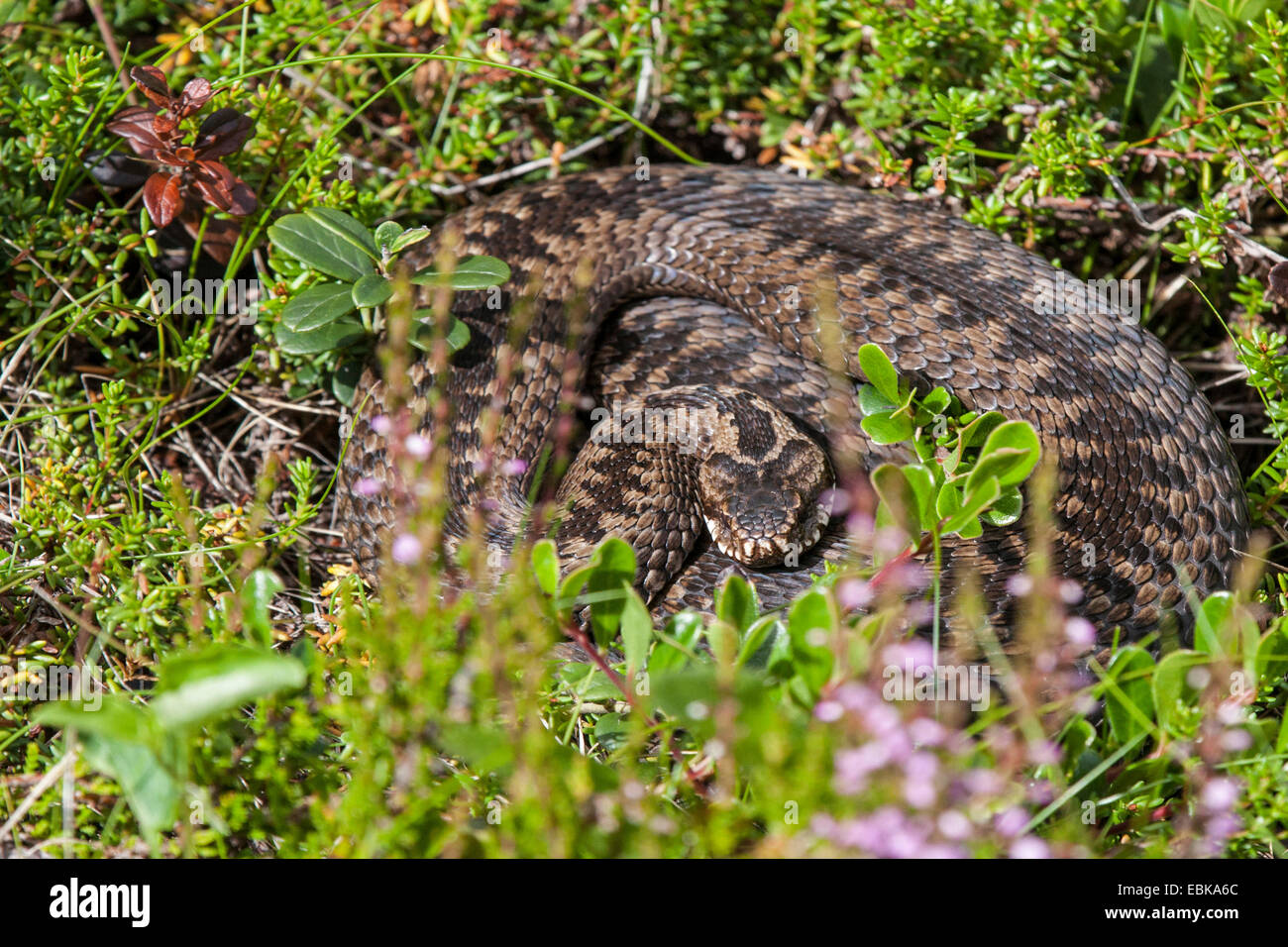 adder, common viper, common European viper, common viper (Vipera berus), sunbathing, Russia, Kola, Varzuga Stock Photo