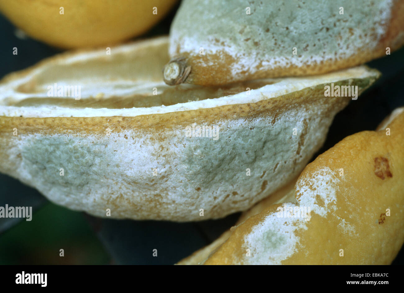 lemon (Citrus limon), fruits infested with penicillium Stock Photo