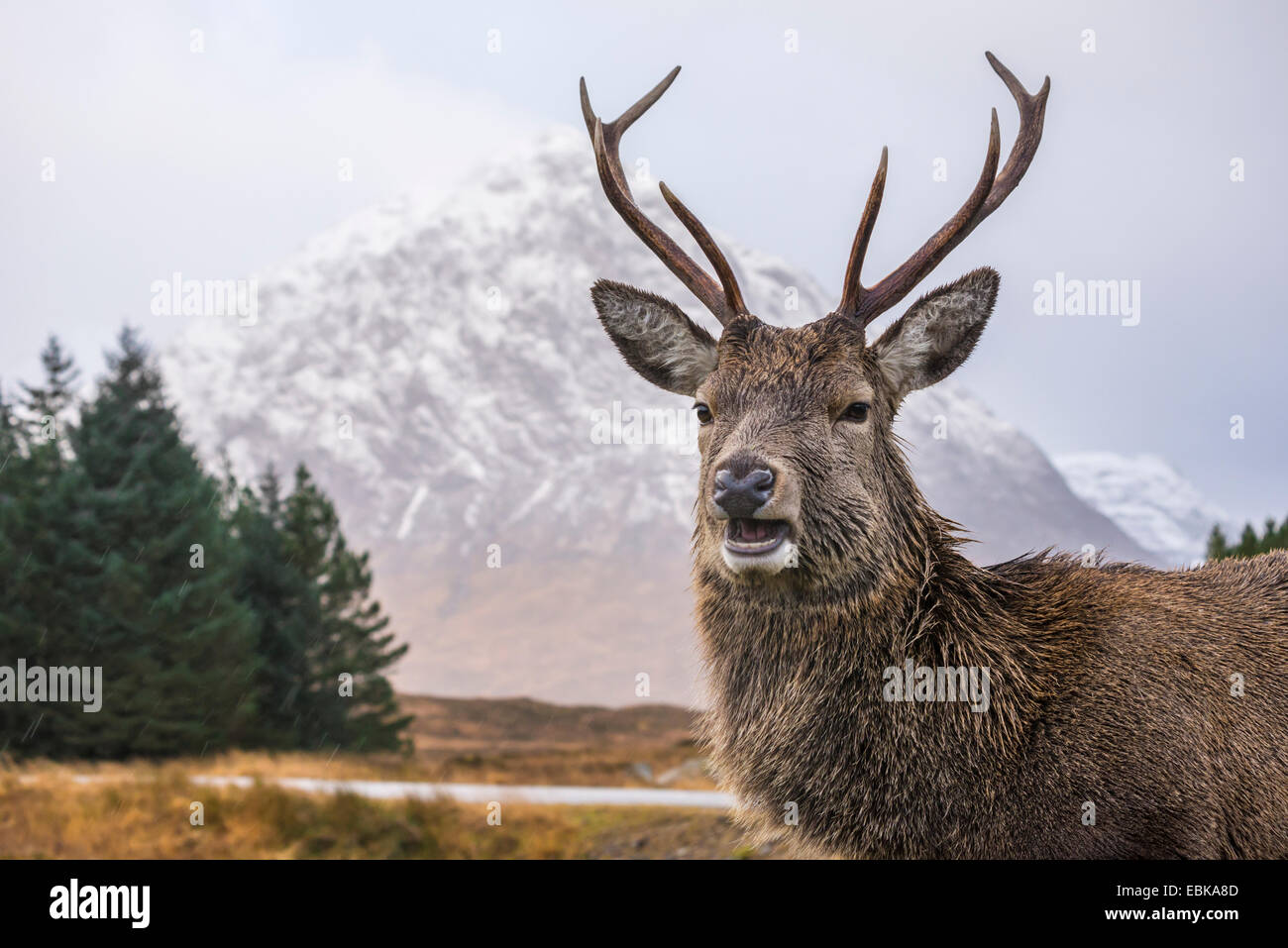 Red deer stag posing in front of Stob Dearg (Buachaille Etive Mor), Scottish Highlands, Scotland Stock Photo