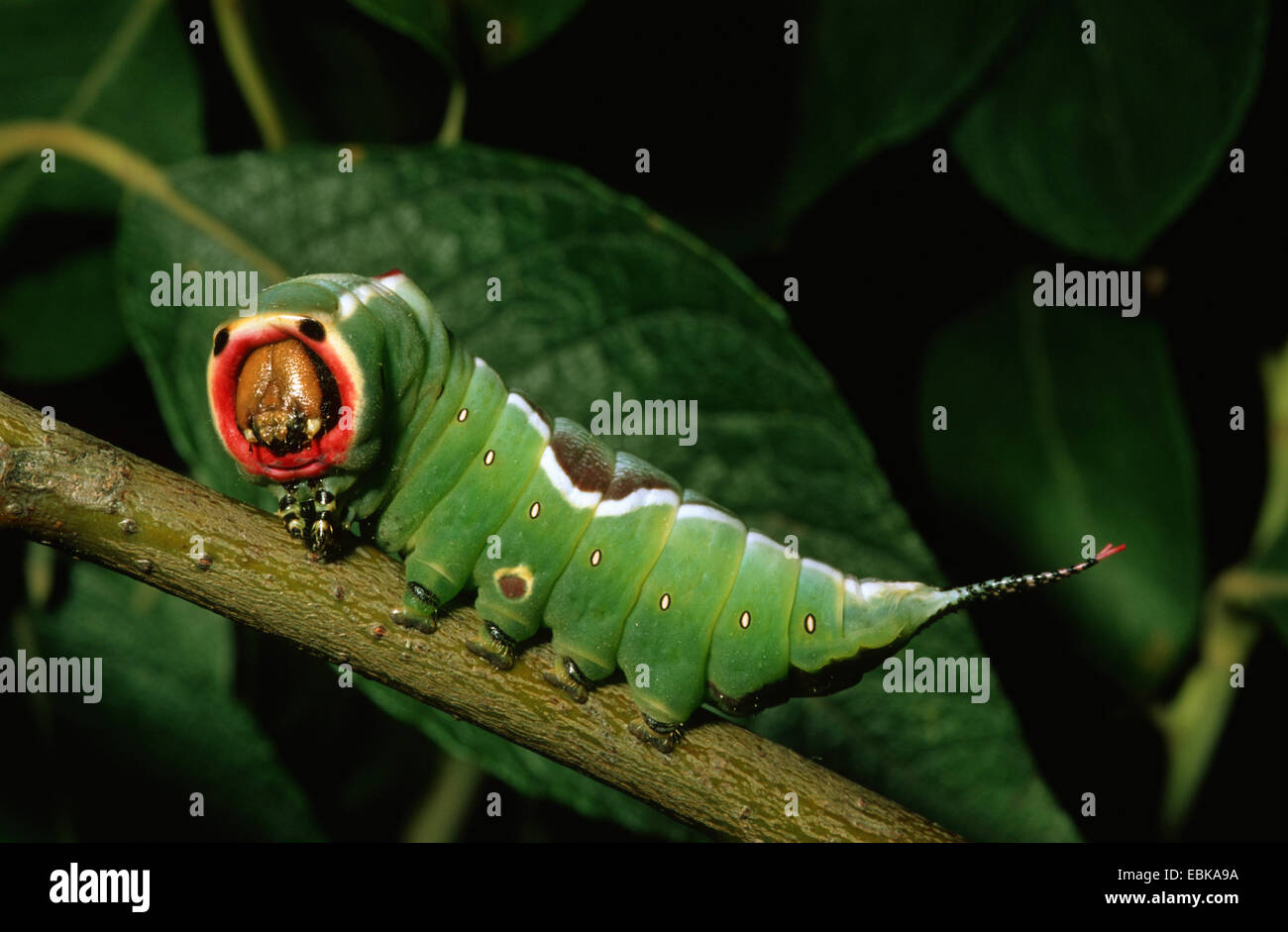 puss moth (Cerura vinula), caterpillar on twig, Germany Stock Photo - Alamy
