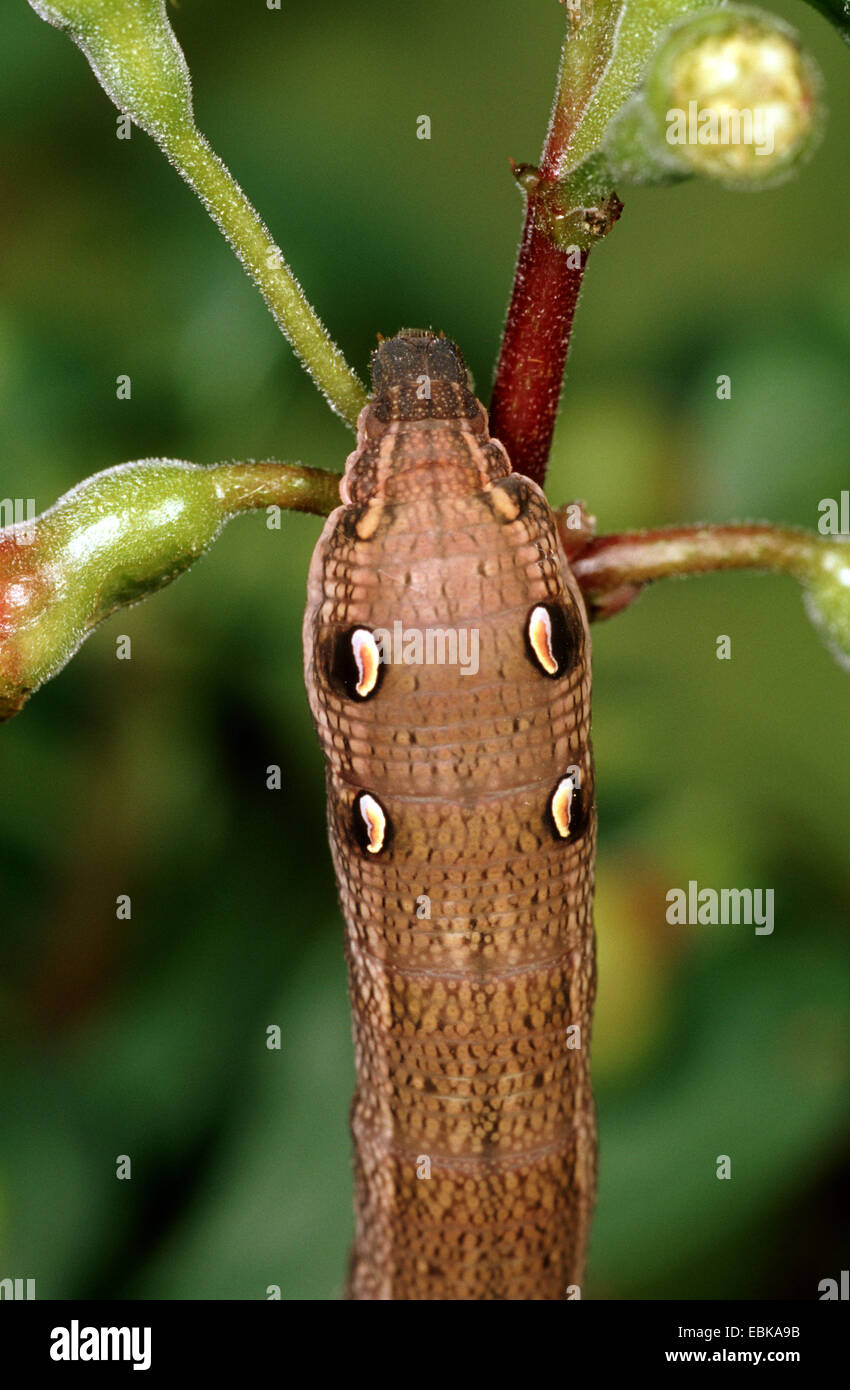 elephant hawkmoth (Deilephila elpenor), caterpillar on twig, Germany Stock Photo Alamy