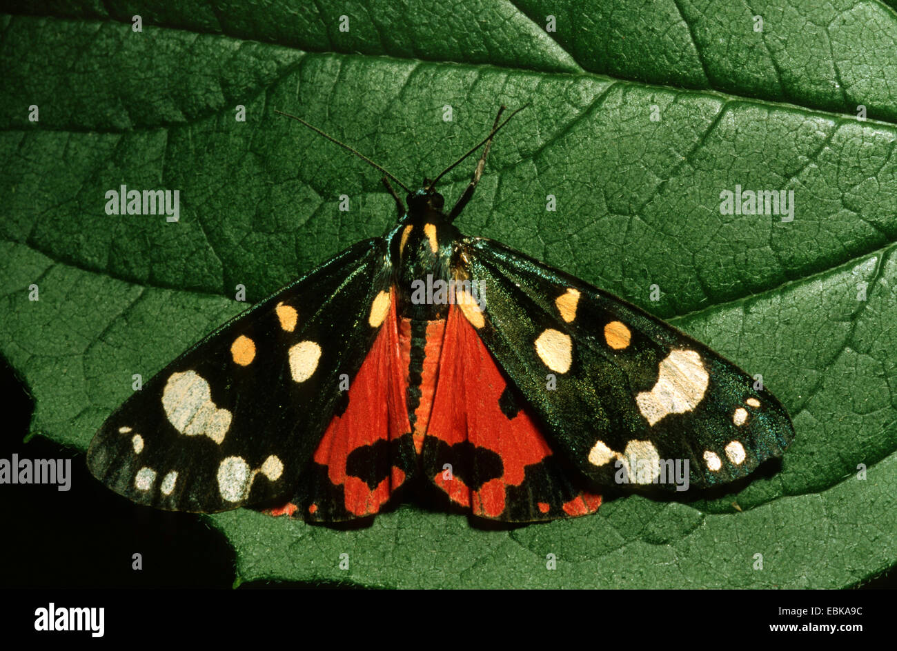 scarlet tiger (Callimorpha dominula, Panaxia dominula), imago on leaf, Germany Stock Photo