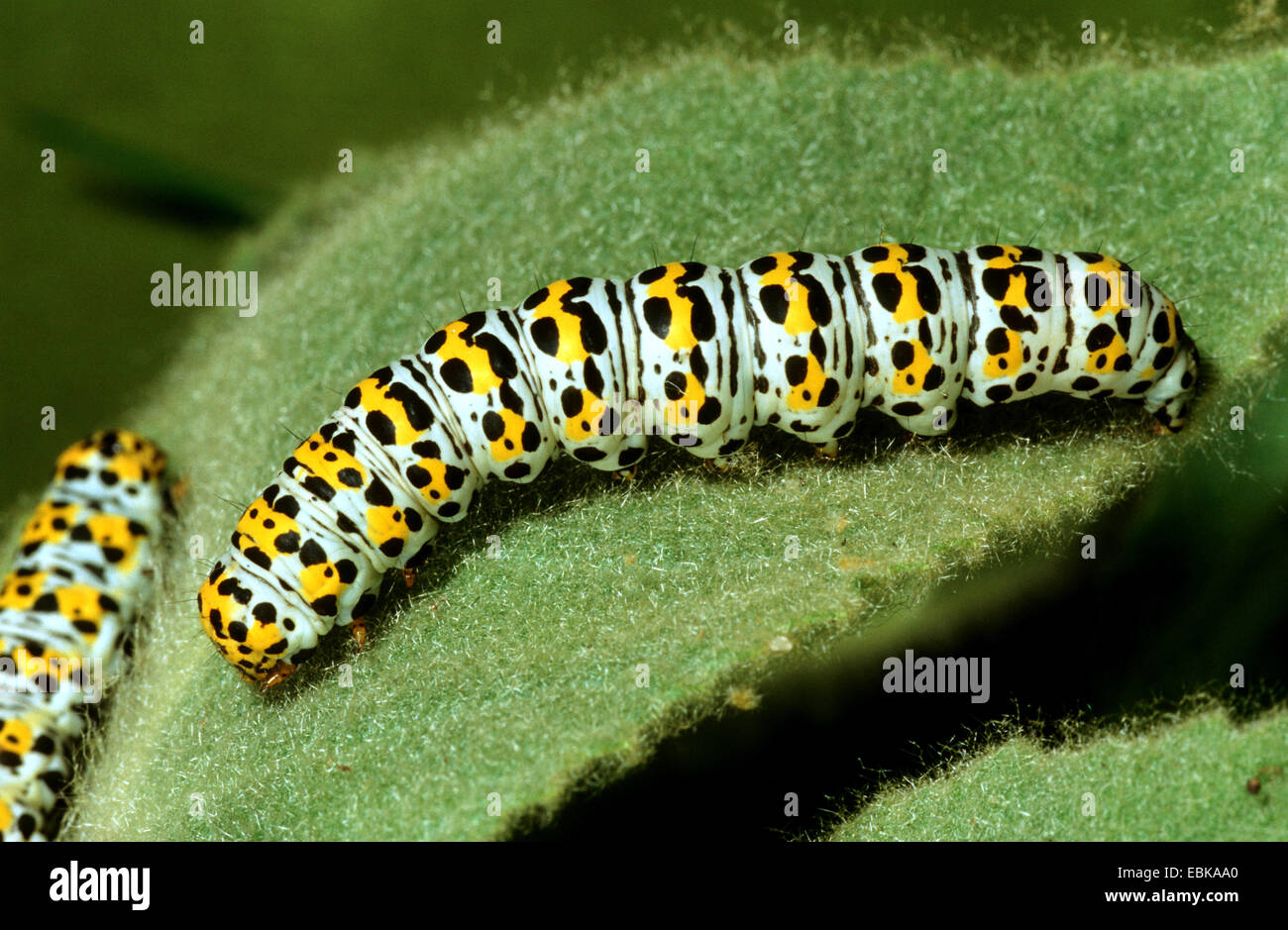 Mullein moth, Mullein caterpillar (Cucullia verbasci, Shargacucullia verbasci), two caterpillars on a mullein, Germany Stock Photo