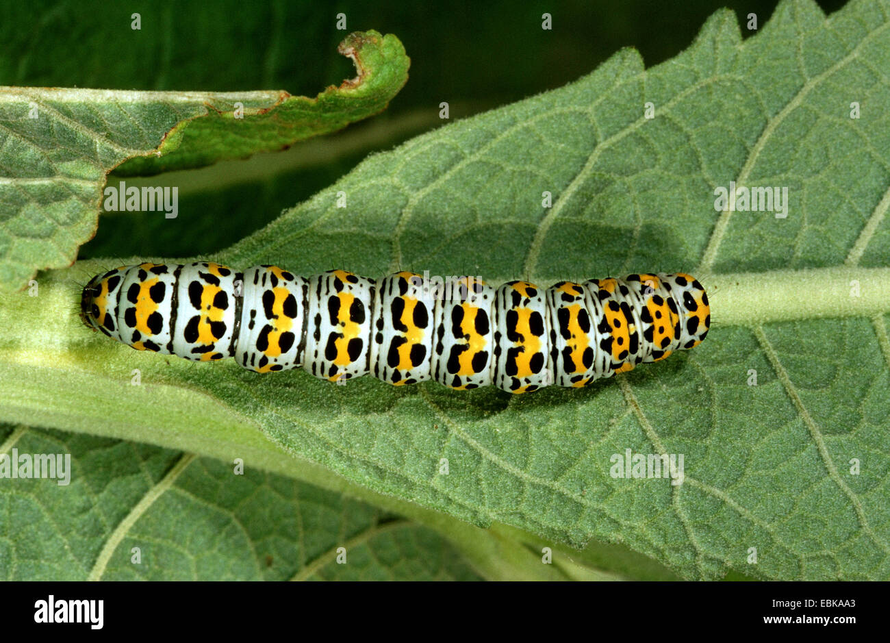 Mullein moth, Mullein caterpillar (Cucullia verbasci, Shargacucullia verbasci), caterpillar on leaf, Germany Stock Photo