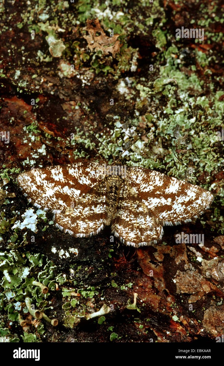 common heath (Ematurga atomaria), on bark with lichen, Germany Stock Photo