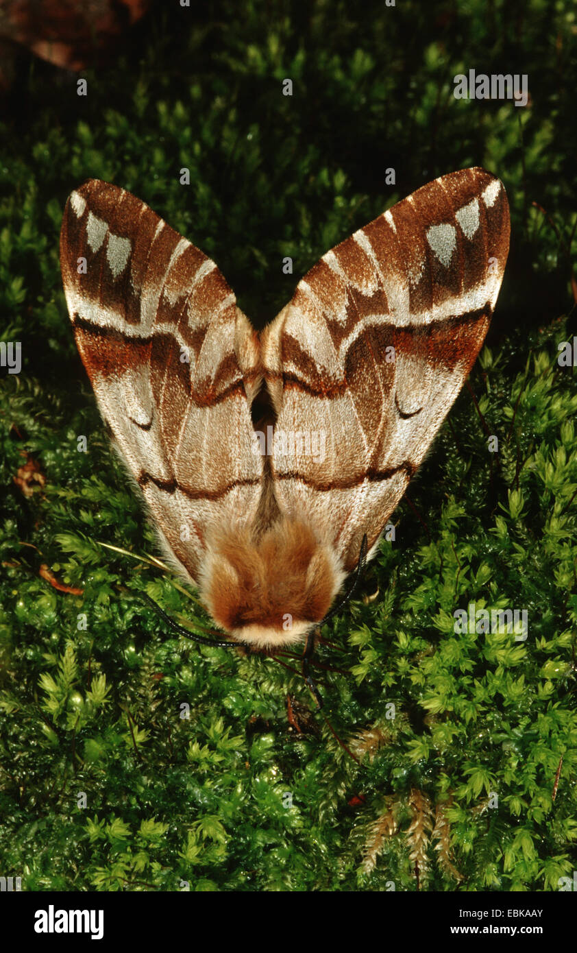 Kentish glory (Endromis versicolora), on moss, Germany Stock Photo - Alamy