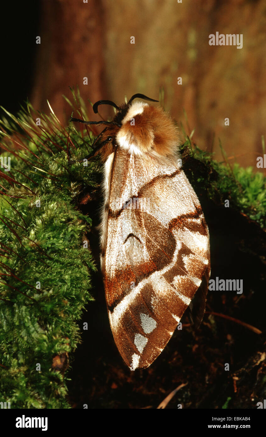 Kentish glory (Endromis versicolora), at moss, Germany Stock Photo - Alamy