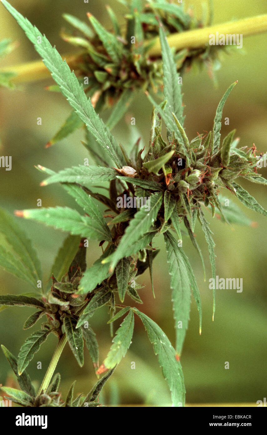 Cannabis sativa subsp. spontanea (Cannabis sativa subsp. spontanea), inflorescence of a female plant Stock Photo