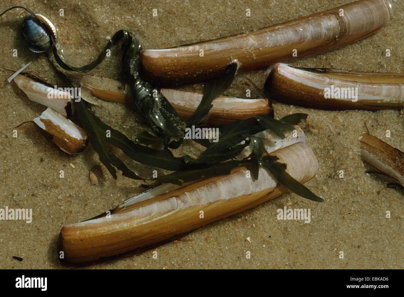 Razor fish hi-res stock photography and images - Alamy