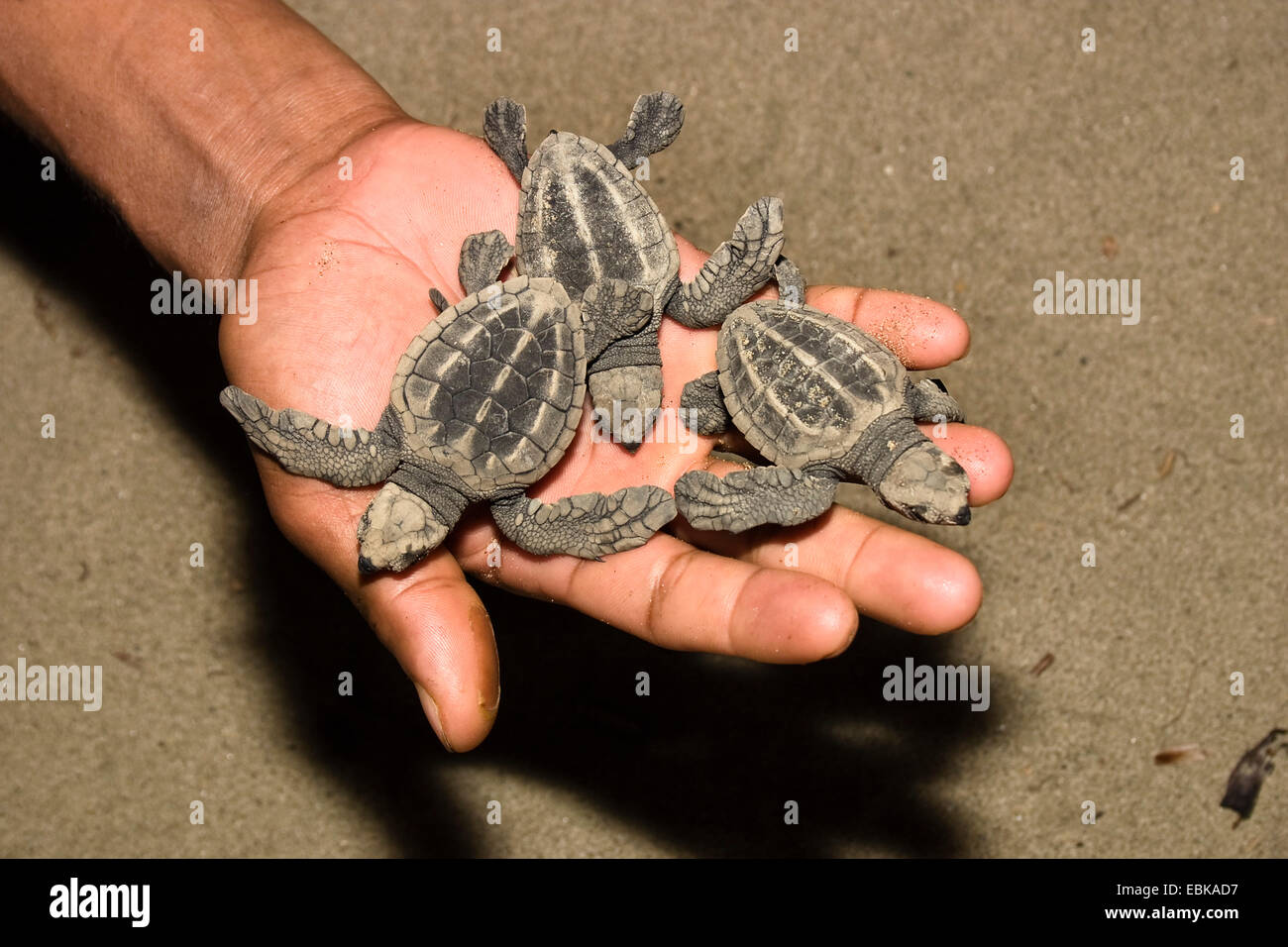 olive ridley (sea turtle), Pacific ridley turtle (Lepidochelys olivacea, Lipidochelys olivacea), Seaturtle hatchlings in hand, India, Andaman Islands, Cutbert Bay Stock Photo