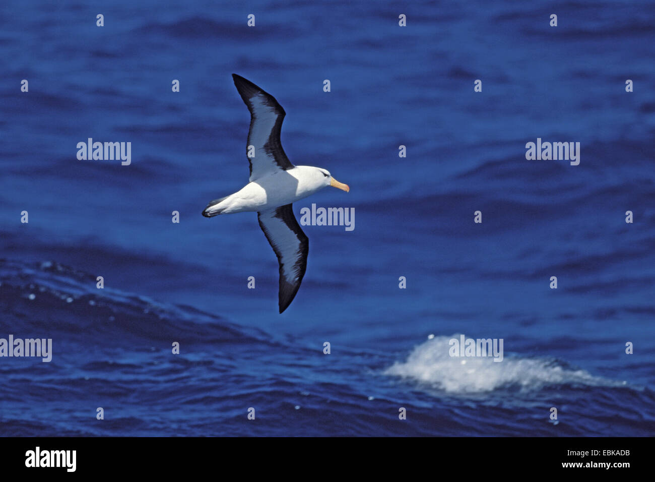 Blackbrowed albatross (Thalassarche melanophrys, Diomedea melanophris