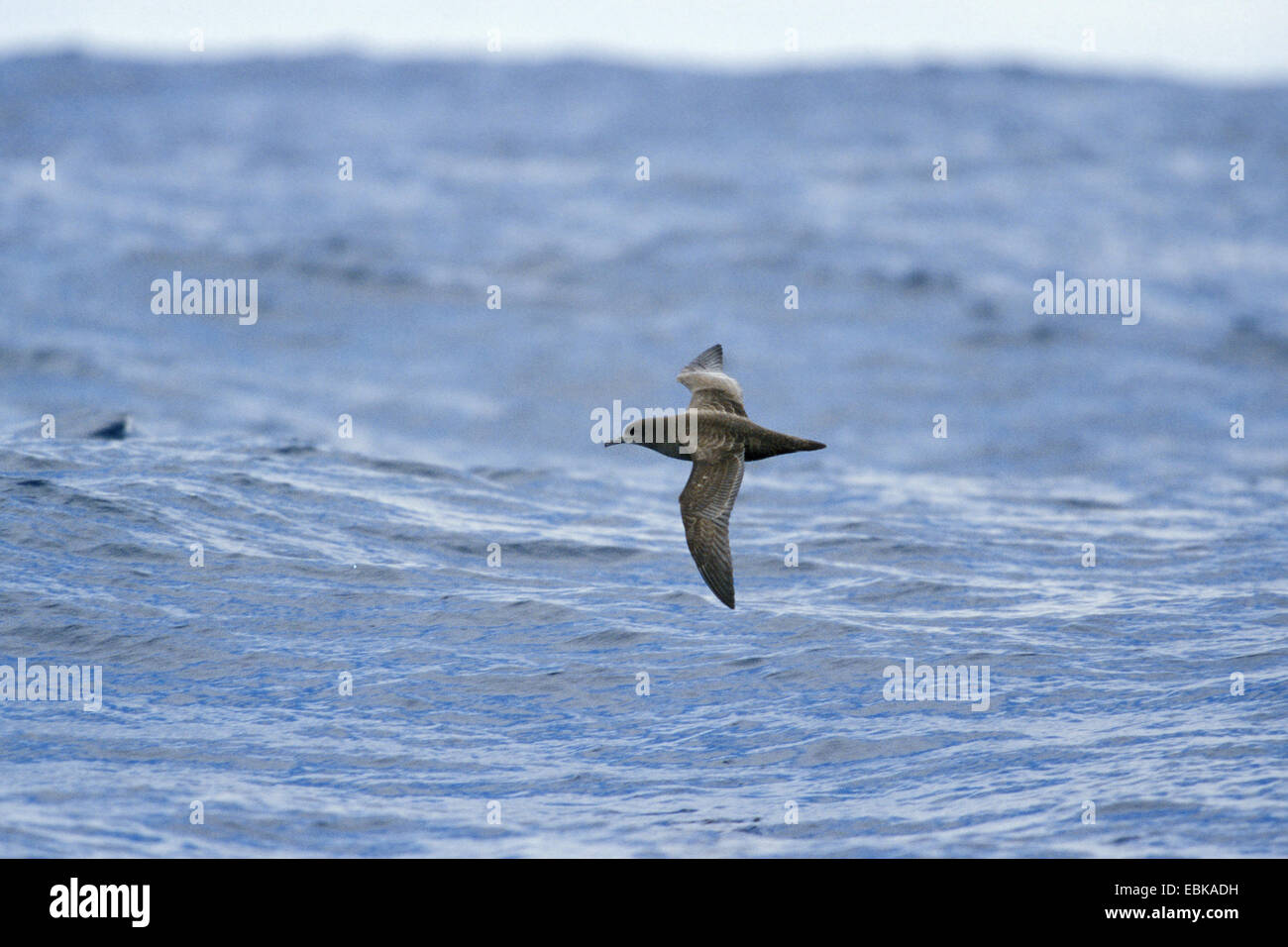 sooty shearwater (Puffinus griseus), flying over the sea, New Zealand Stock Photo