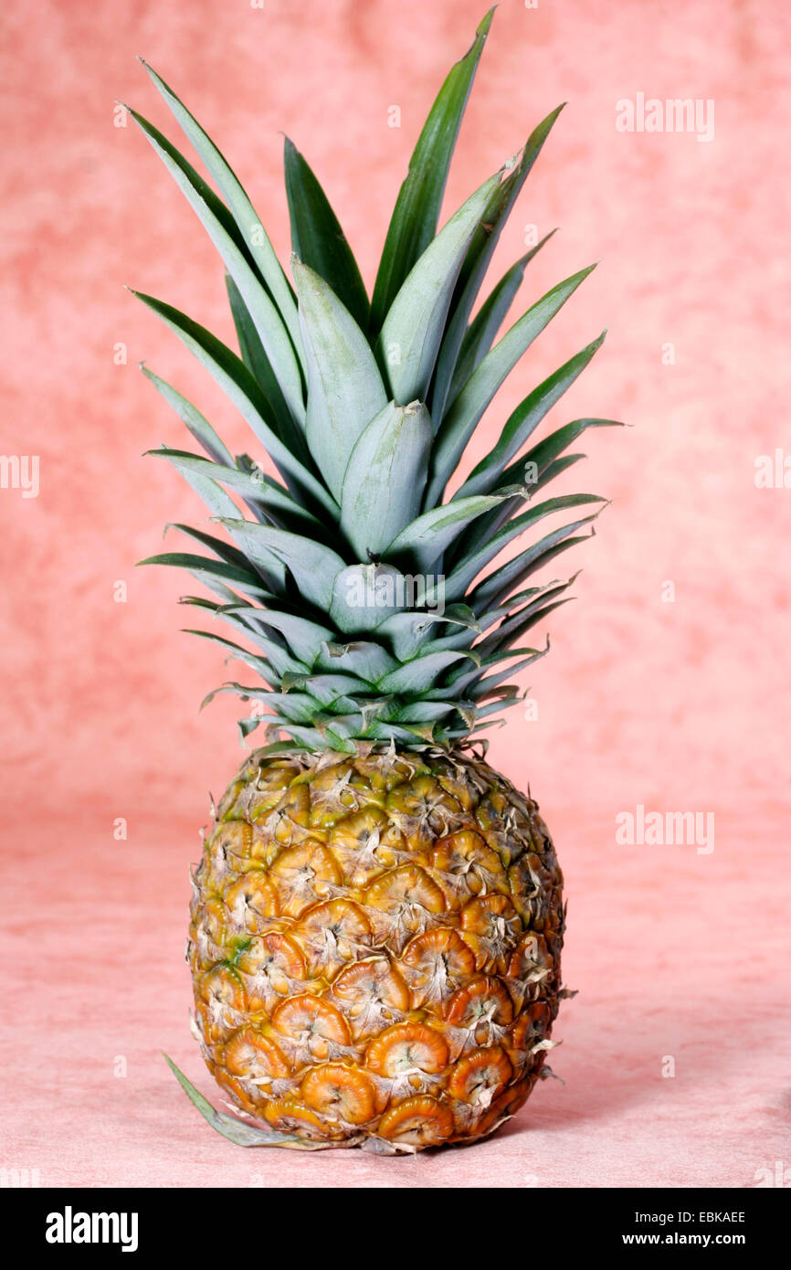 Pineapple Ananas Sativus High Resolution Stock Photography and Images
