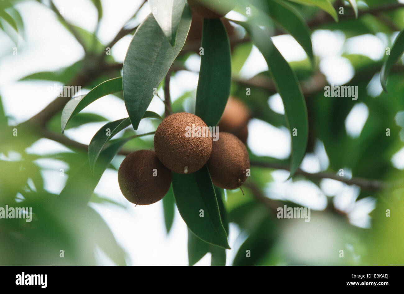 Marmelade Plum (Manilkara zapota, Achras zapota), twig with fruits Stock Photo