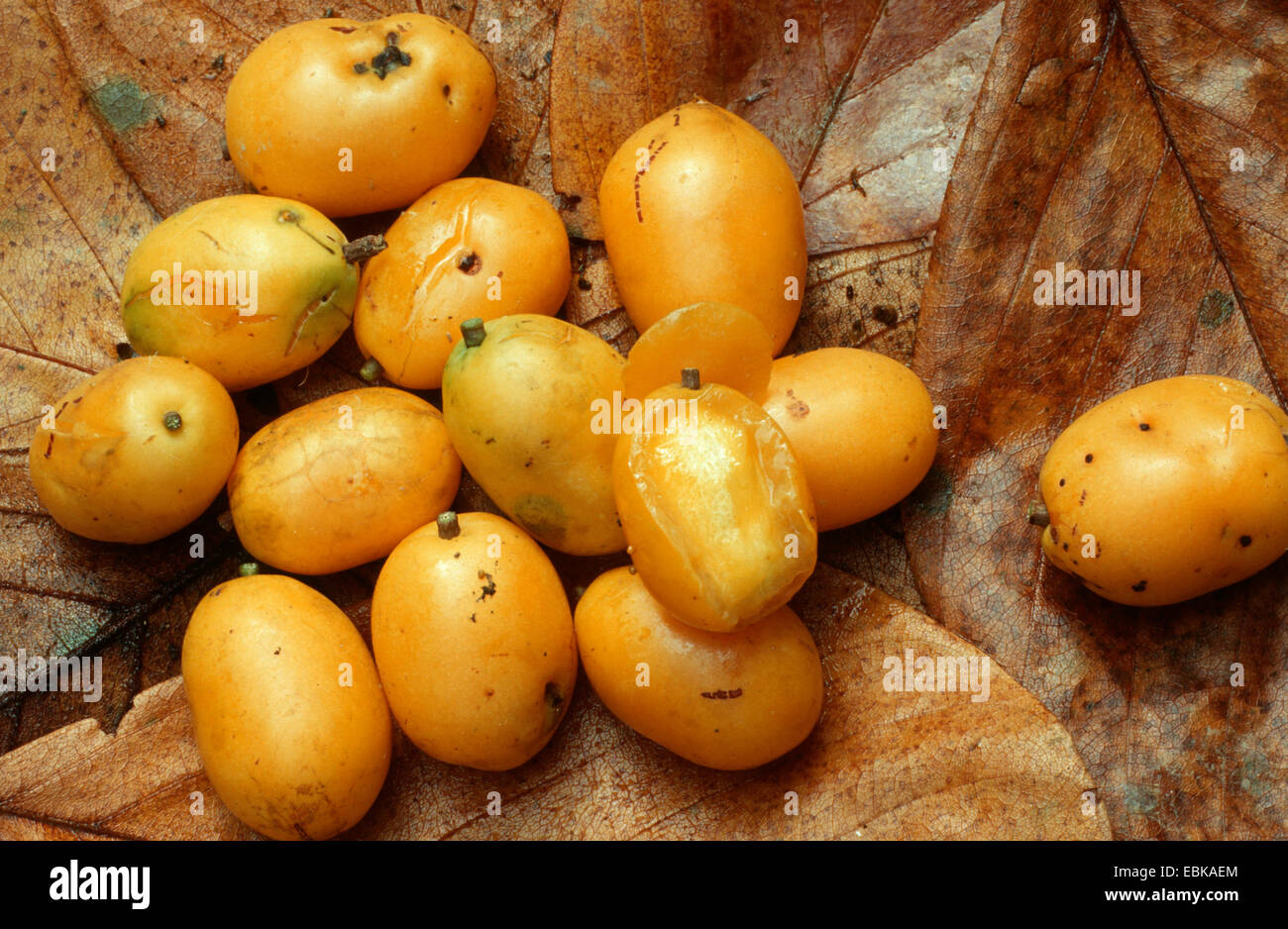 Golden Apple, Jobo, Yellow mombin, Hog Plum, Spanish Plum, Gully Plum