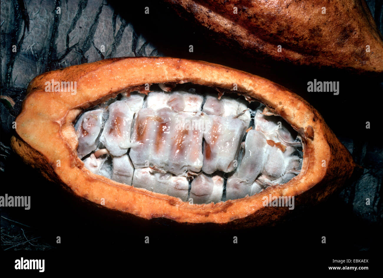chocolate, cocoa tree (Theobroma cacao), opened fruit Stock Photo