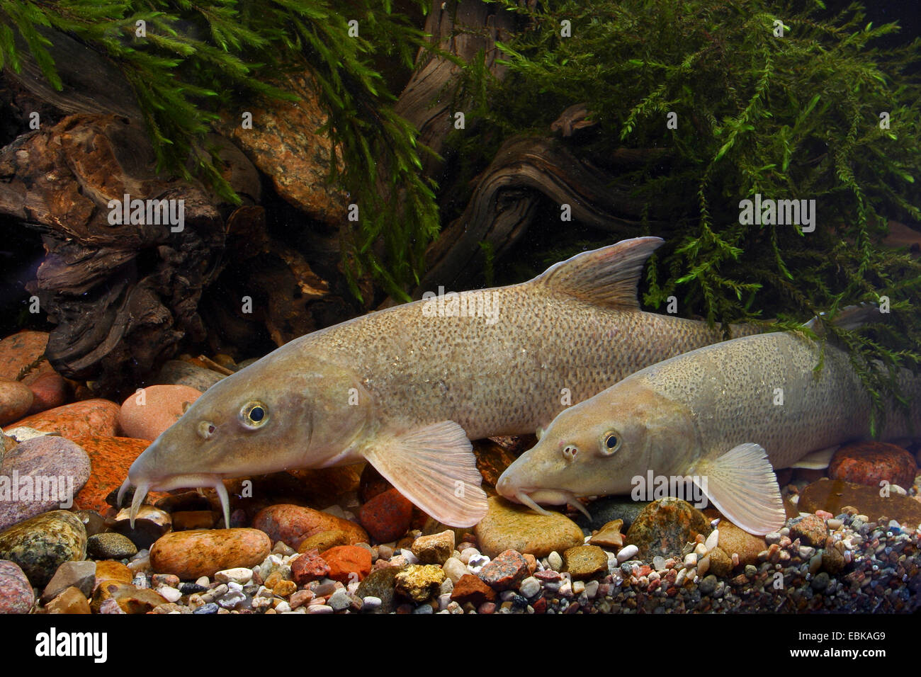 barbel (Barbus barbus), two barbels side by side aground, Germany Stock Photo