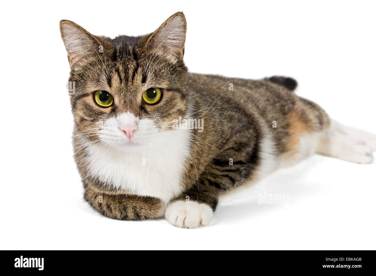 Portrait of a grey striped cat, white background Stock Photo