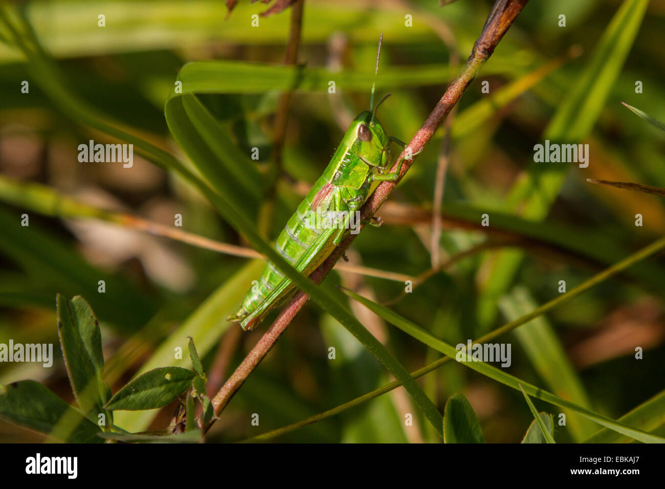 small gold grasshopper (Chrysochraon brachypterus, Euthystira brachyptera), female, Germany, Bavaria, Staffelsee Stock Photo