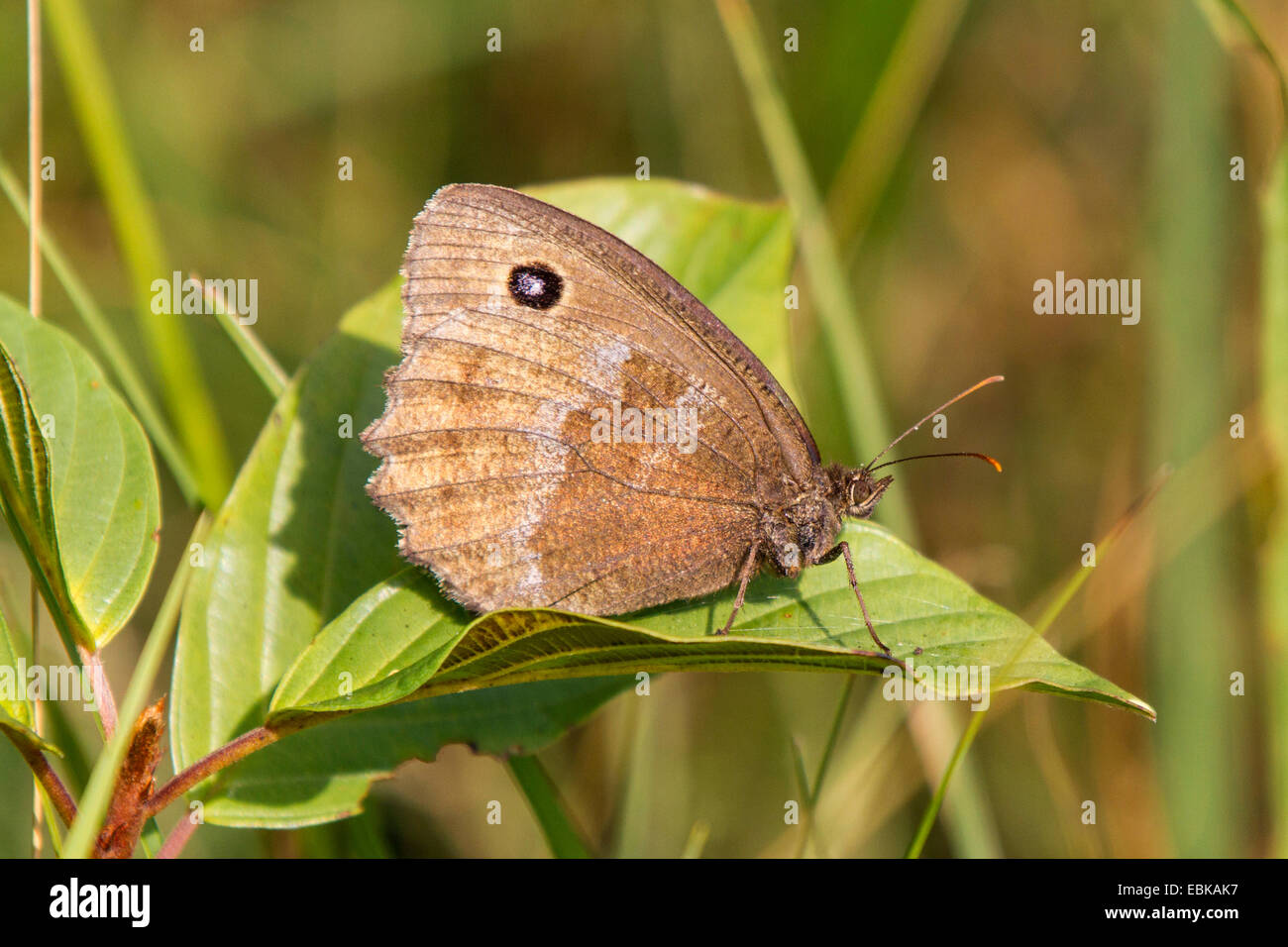 Meadow brown (Maniola jurtina, Epinephele jurtina), sitting on a leaf, Germany, Bavaria, Dorfen Stock Photo