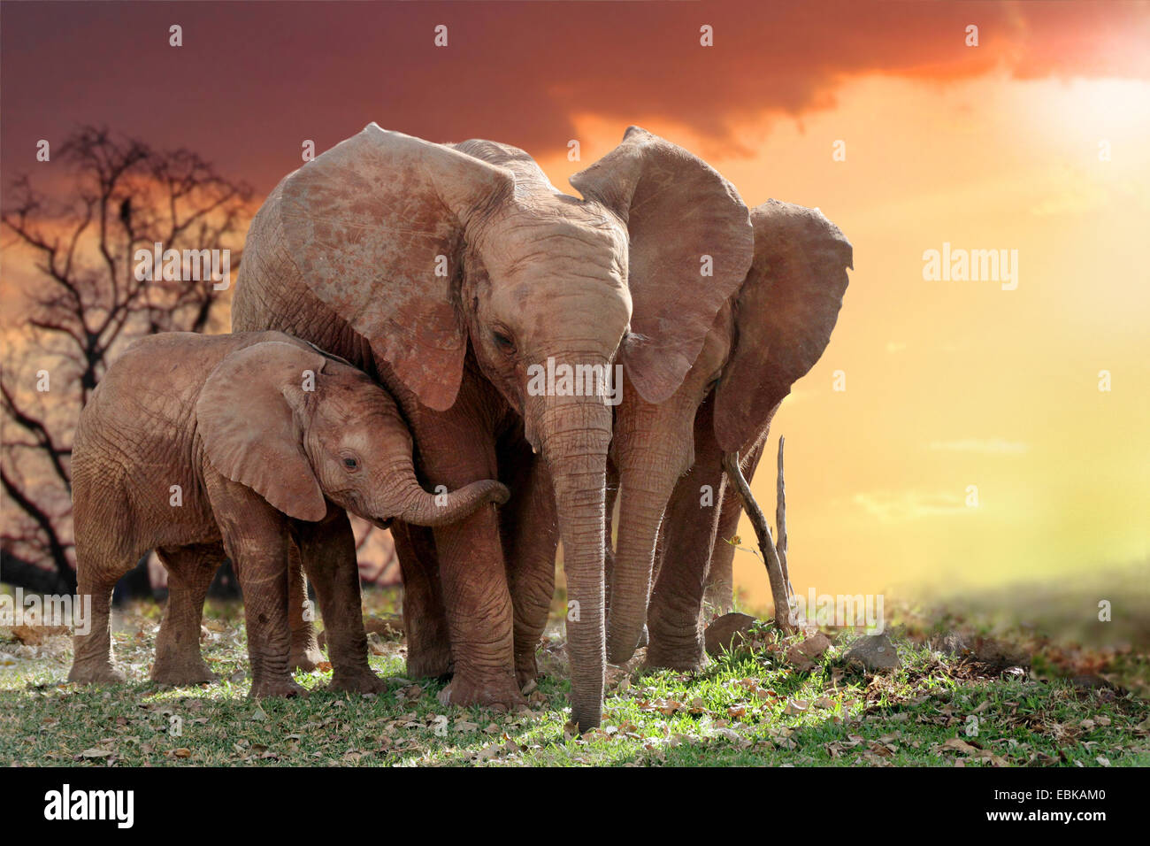 African elephant (Loxodonta africana), elephants with young animal in sunset, Kenya, Amboseli National Park Stock Photo
