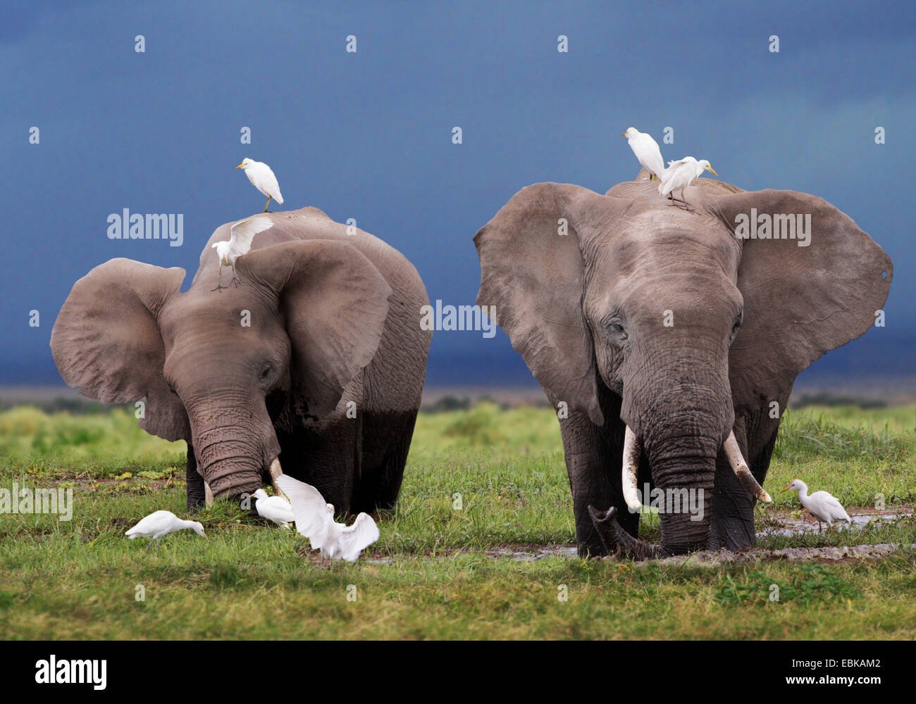 African elephant (Loxodonta africana), two elephants at feeding in swamp, Kenya, Amboseli National Park Stock Photo