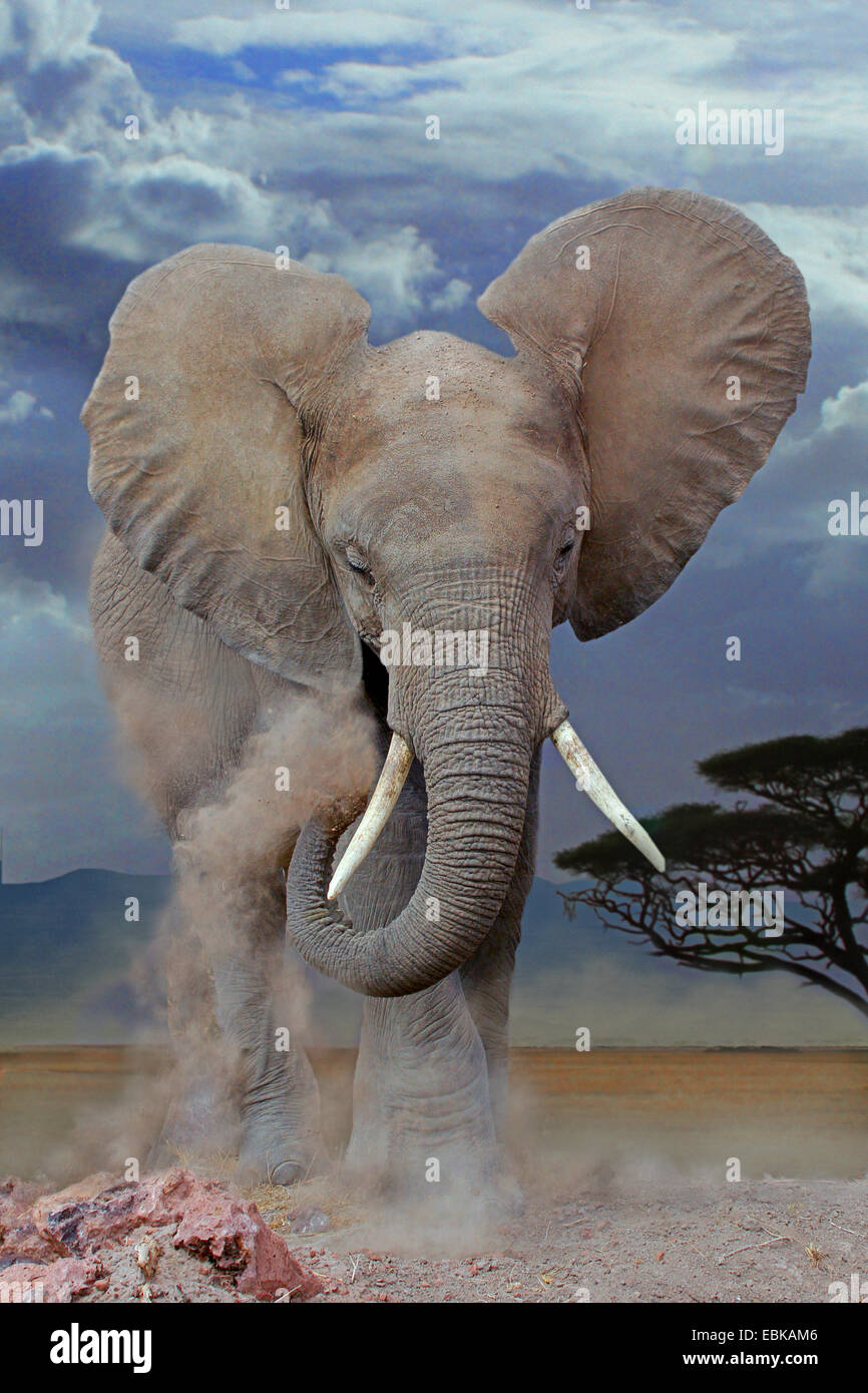 African elephant (Loxodonta africana), elephant dust bathing, Kenya, Amboseli National Park Stock Photo