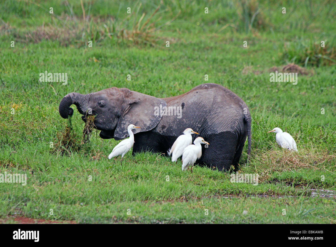 African elephant (Loxodonta africana), standing in a swamp an feeding grass, Kenya, Amboseli National Park Stock Photo