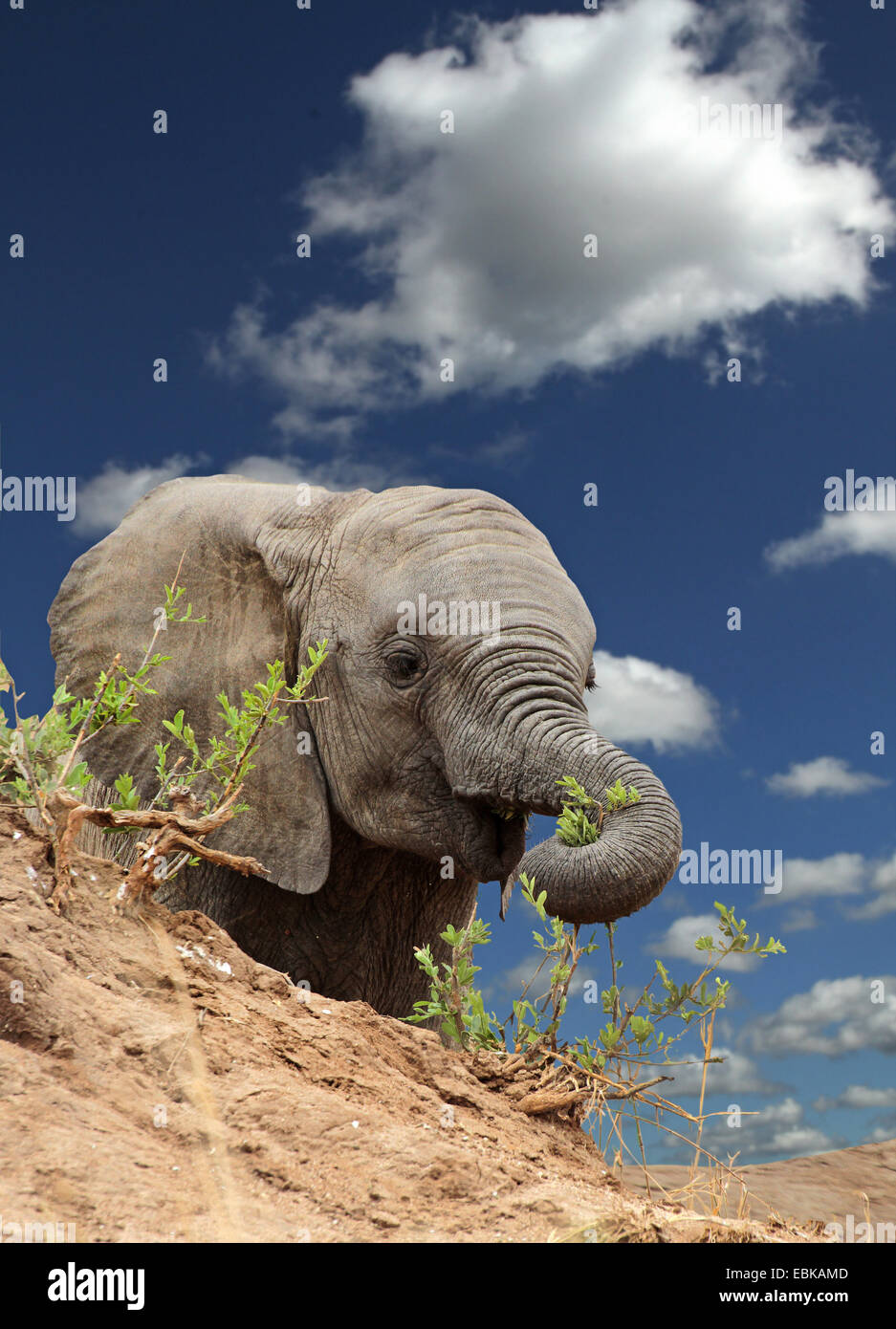 African elephant (Loxodonta africana), young elephant feeding on a hill, Kenya, Masai Mara National Park Stock Photo