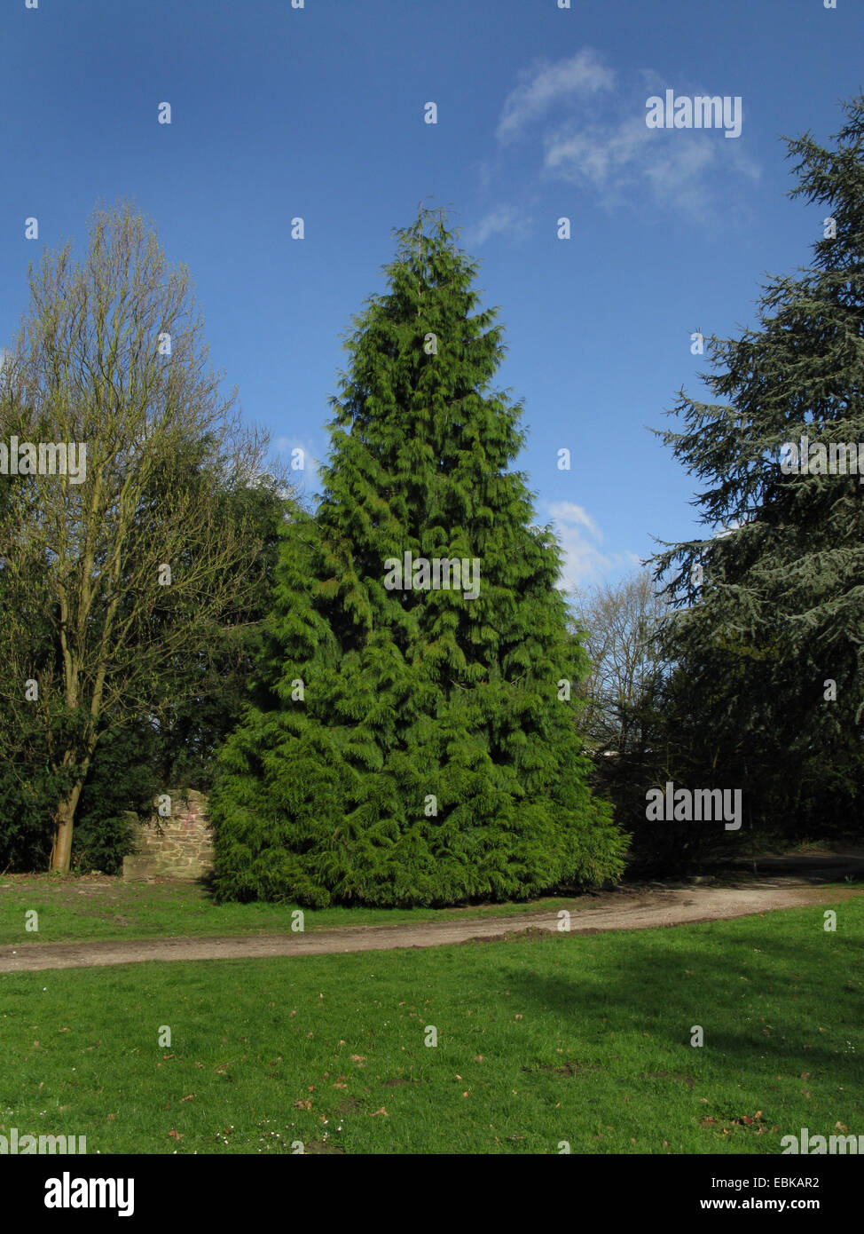 red cedar (Thuja plicata), tree in a park, Germany, North Rhine-Westphalia Stock Photo