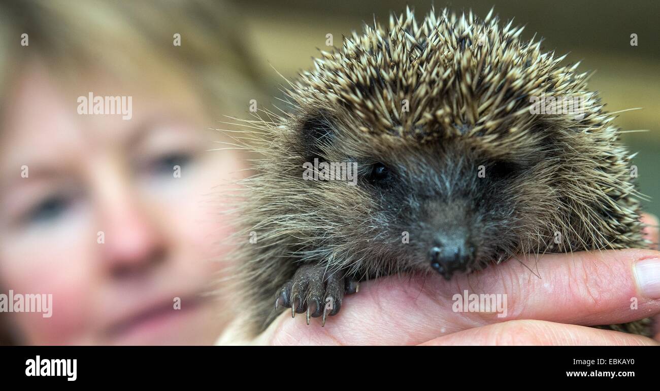 Simone Hartung holds up a small hedgehog at the hedgehog ward in Neuzelle, Germany, 02 December 2014. For five years Simone and Klaus Hartung have been running a private hedgehog ward. The couple takes care of injured, sick, or very small hedgehogs. 20 prickly friends will be spending the winter here. Some are already in hibernation, wrapped up between warm strips of paper. This coming spring they will all be sent back into the wild. According to Simone Hartung, a hedgehog must weigh at least 500 grams before it can begin hibernating, in order to survive the winter. Photo: Patrick Pleul/ZB Stock Photo