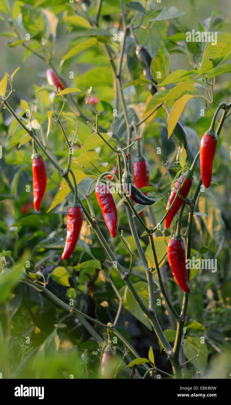 chili pepper, paprika (Capsicum annuum), paprika with red chili peppers, Italy, Calabria Stock Photo