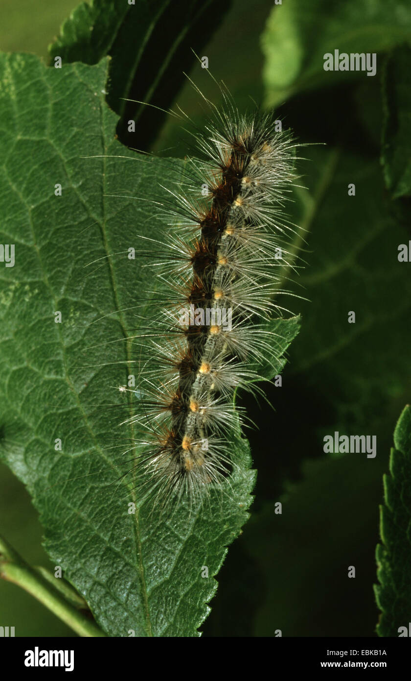 fall webworm (Hyphantria cunea), caterpillar on leaf, Germany Stock