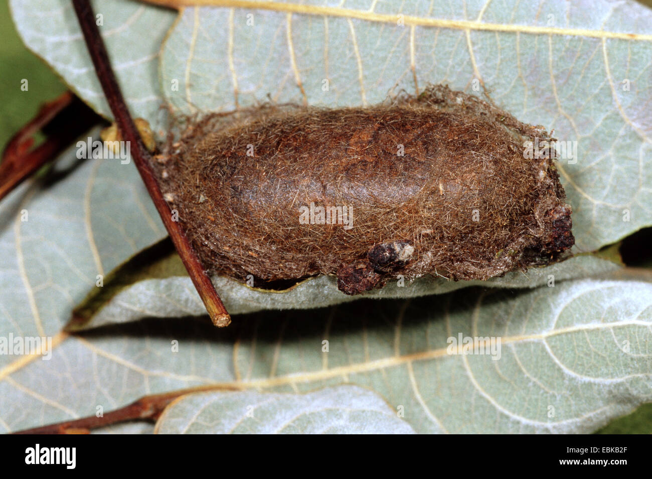 oak eggar (Lasiocampa quercus), Pupal stage, Germany Stock Photo