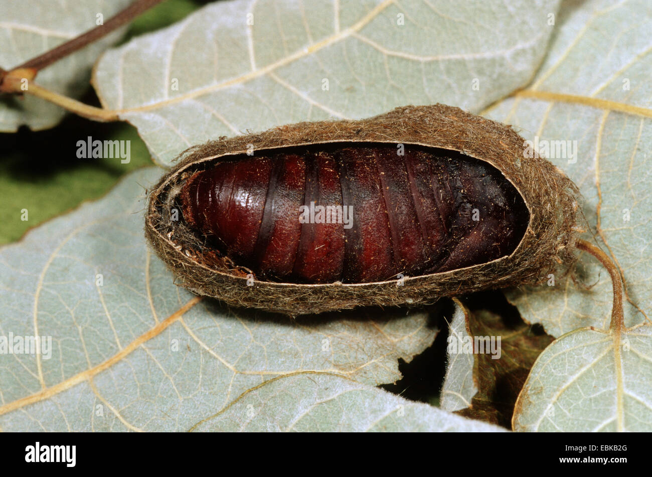 oak eggar (Lasiocampa quercus), pupal stage in opened cocoon, Germany Stock Photo