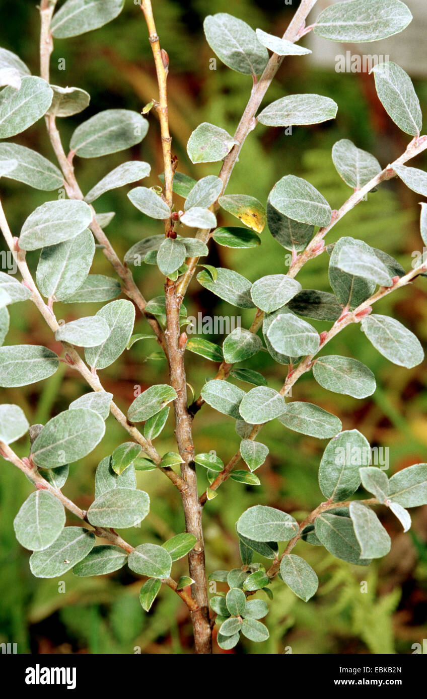 Creeping willow (Salix repens), branch, Germany Stock Photo