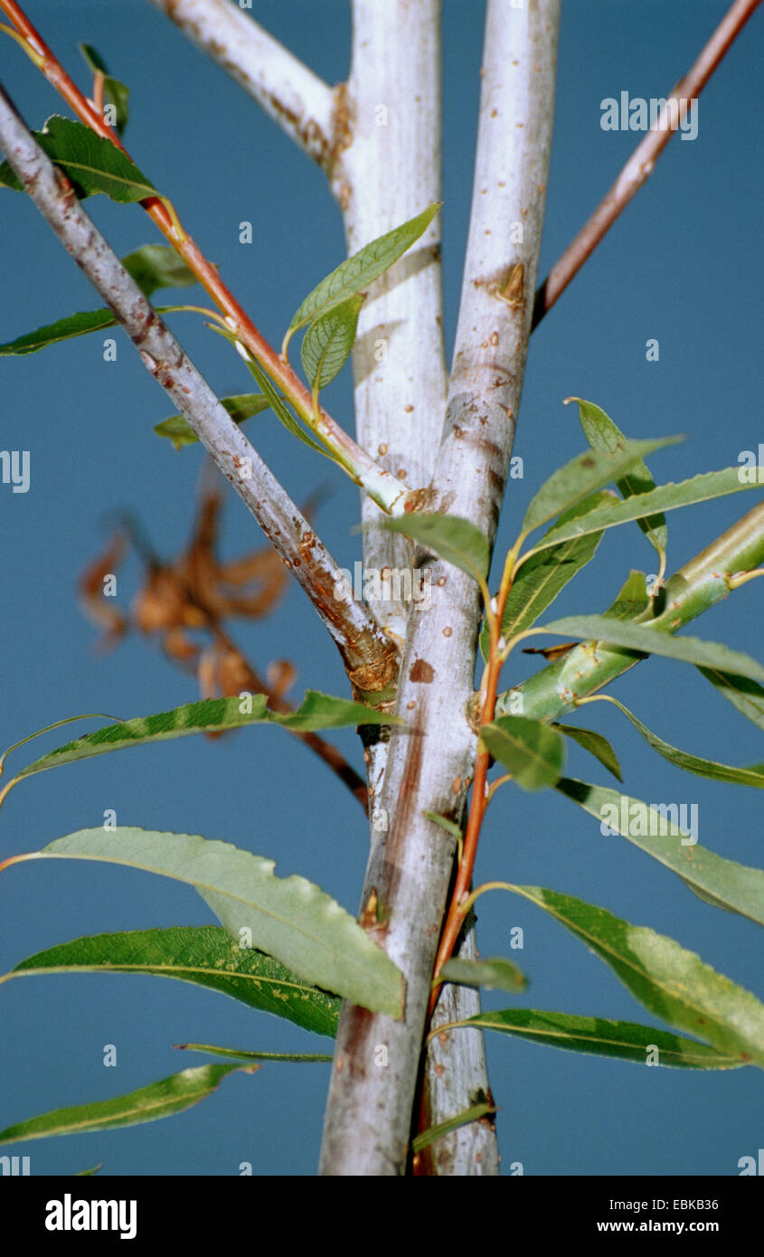 European violet-willow (Salix daphnoides), branches Stock Photo